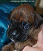 Tanyati D Litter