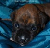 Tanyati D Litter