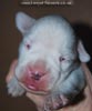 Tanyati D Litter