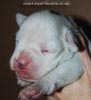 Tanyati D Litter