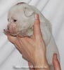 Tanyati D Litter