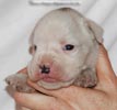 Tanyati D Litter