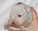 Tanyati D Litter