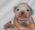 Tanyati D Litter