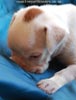 Tanyati D Litter