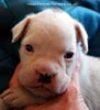 Tanyati D Litter