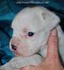 Tanyati D Litter