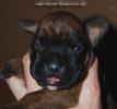 Tanyati D Litter
