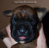 Tanyati D Litter