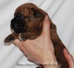 Tanyati D Litter