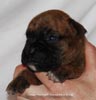 Tanyati D Litter