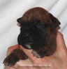 Tanyati D Litter