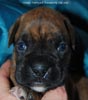 Tanyati D Litter