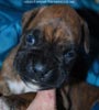 Tanyati D Litter