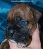 Tanyati D Litter