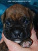 Tanyati D Litter