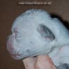Tanyati D Litter