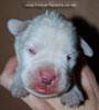Tanyati D Litter