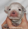 Tanyati D Litter