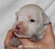 Tanyati D Litter