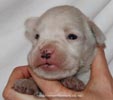 Tanyati D Litter