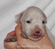 Tanyati D Litter