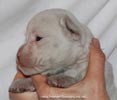 Tanyati D Litter