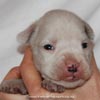 Tanyati D Litter