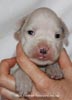 Tanyati D Litter