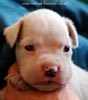 Tanyati D Litter