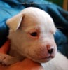 Tanyati D Litter