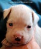 Tanyati D Litter