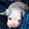 Tanyati D Litter