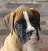 Tanyati A Litter