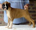 Tanyati A Litter