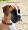 Tanyati A Litter