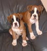 Ch Ramona's Double Delight
