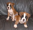 Ch Ramona's Double Delight