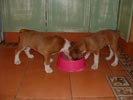 Ch Ramona's Double Delight