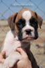 Tanyati D Litter