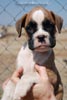 Tanyati D Litter
