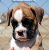 Tanyati D Litter