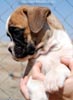 Tanyati D Litter
