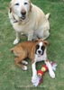 Tanyati D Litter