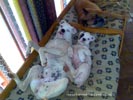 Tanyati B Litter