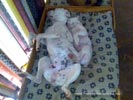 Tanyati B Litter