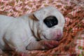 Tanyati E Litter