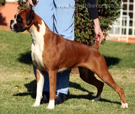 Ch Poklenberg's Broadway (imp UK)