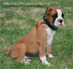Tanyati Z Litter