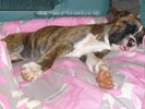 Tanyati Z Litter